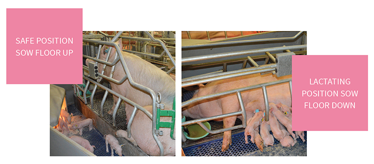 Vari plus system, balance farrowing pen