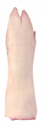 Hind foot 123453