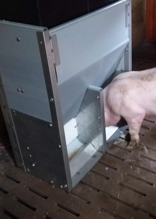 Building - Feeding