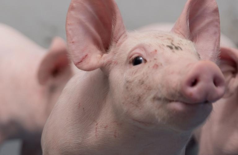 prestarter for piglets - Nutrition for livestock building