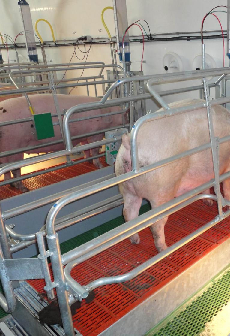 Building - Vari plus system, balance farrowing pen