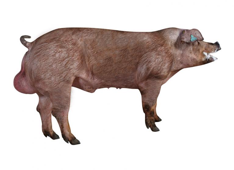 Genetics Duroc by Nucléus