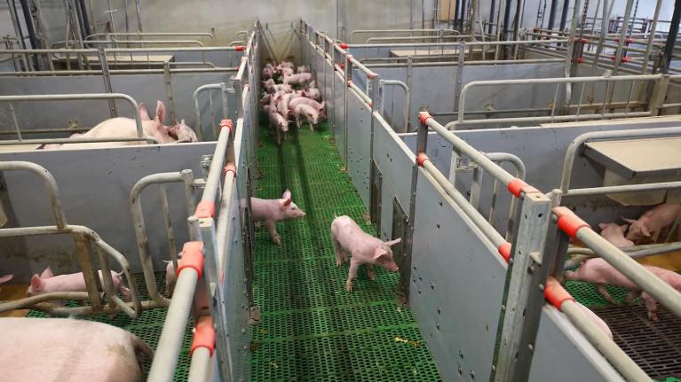 Farrow-to-Wean pen