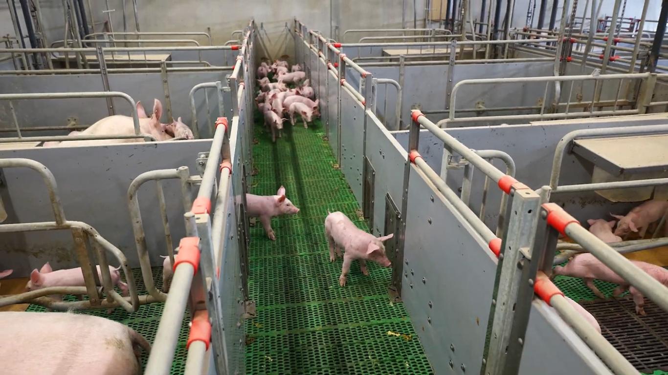 Farrow-to-Wean pen